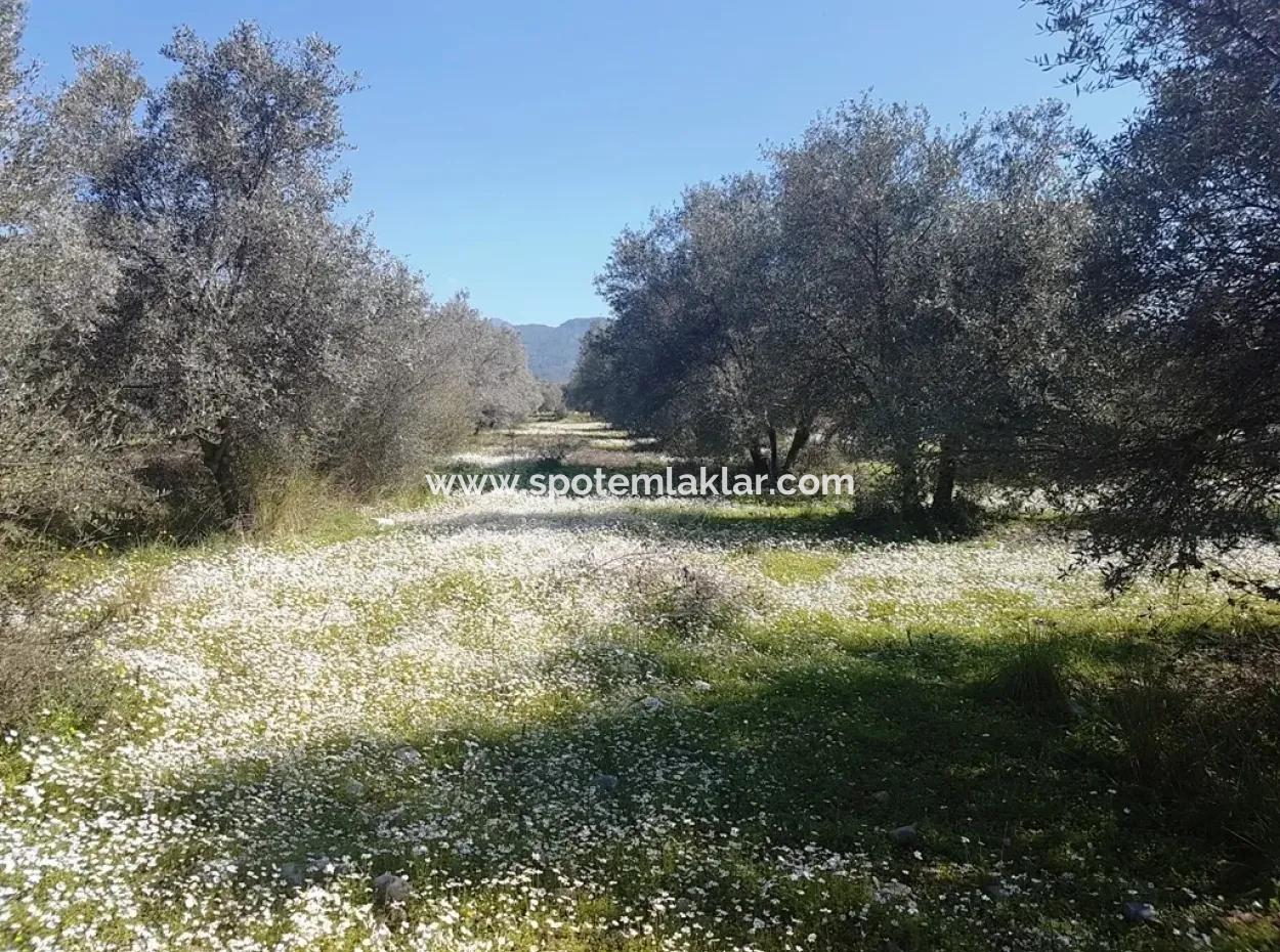 Grundstück E.p. Mit Seeblick Im Gebiet Köycegiz Zeytin