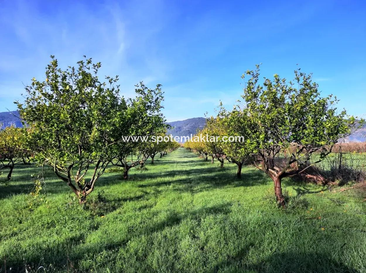 10 000 M2 Freistehender Zitronengarten Zum Verkauf In Ortaca Dalaklı