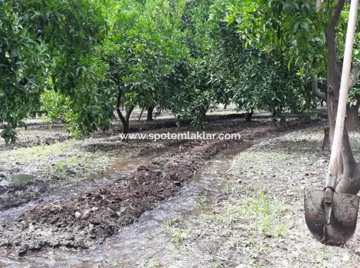 Garten Zum Verkauf In Köyceğiz Dorf