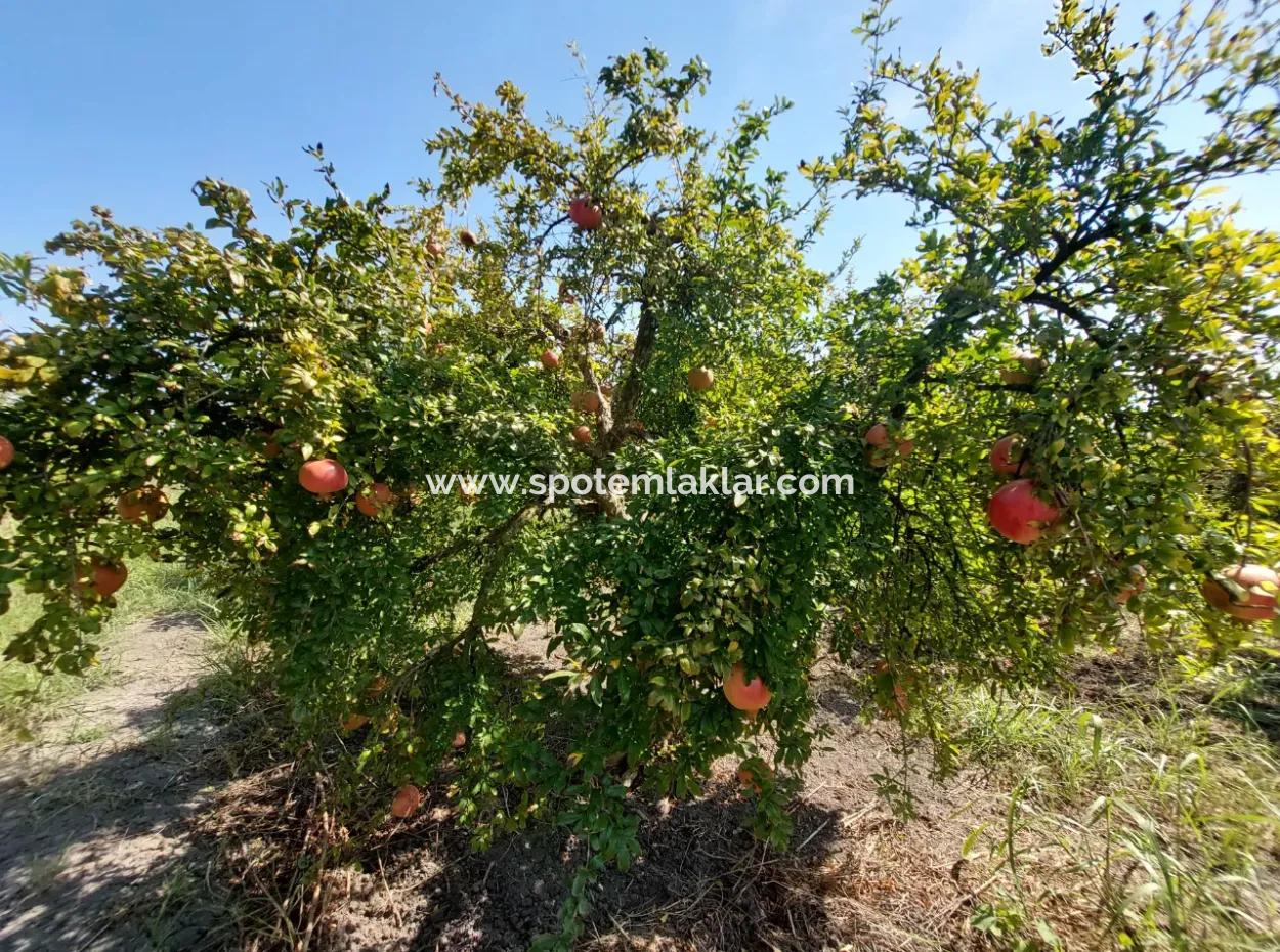 Muğla Dalyanda 5700 M2 Gepflegter Schnäppchen-Granatapfelgarten Zum Verkauf