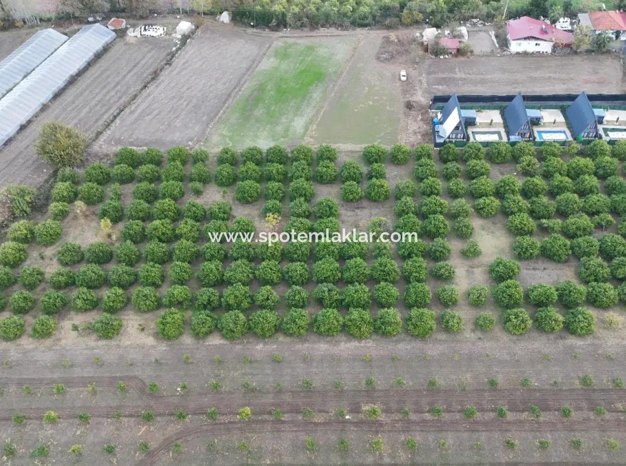 9750 M2 Grundstück Zum Verkauf In Ortaca Okçular Bebauungsplan, Geeignet Für Investitionen