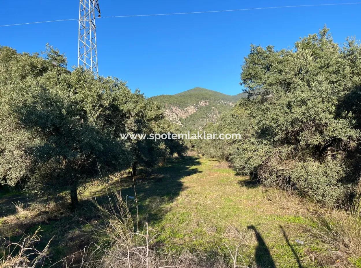 Zu Verkaufen 3.300 M2 Land Zur Deponierung In Muğla, Köyceğiz, Ekincik