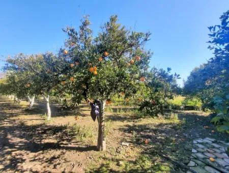 2 Einfamilienhäuser Zum Verkauf In 5179 M2 Garten In Köyceğiz Döşbelen