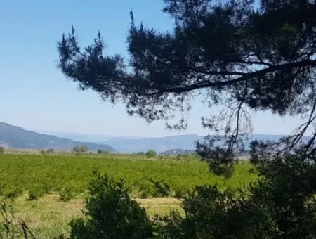 Garten Der Granatäpfel Zum Verkauf In Dalyan