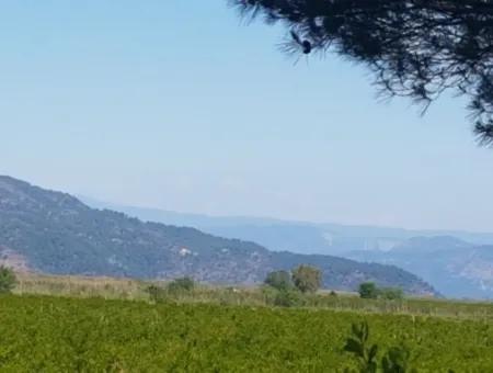 Garten Der Granatäpfel Zum Verkauf In Dalyan