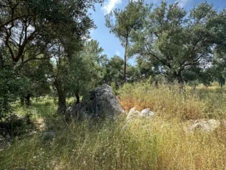 5 800 M2 Günstiger Olivenhain Mit Meerblick Zum Verkauf In Muğla Ortaca Fevziye