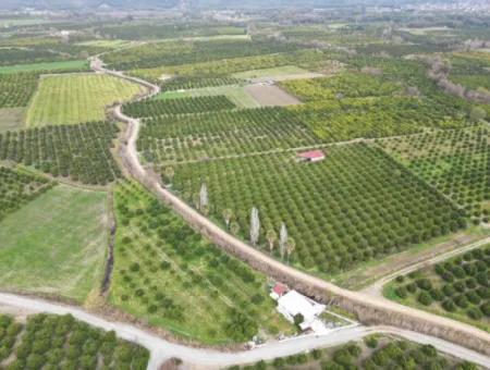 3 1 Dorfhaus Zum Verkauf In 17.000 M2 Orange Garden In Köyceğiz Toparlar