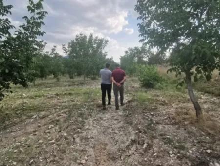 7.300M2 Freistehender Walnussgarten Zum Verkauf Im Zentrum Von Çameli