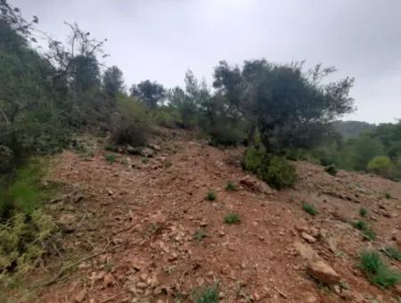 24.000 M2 Freistehendes Grundstück Zum Verkauf In Muğla Dalyan Gökbelde Natur