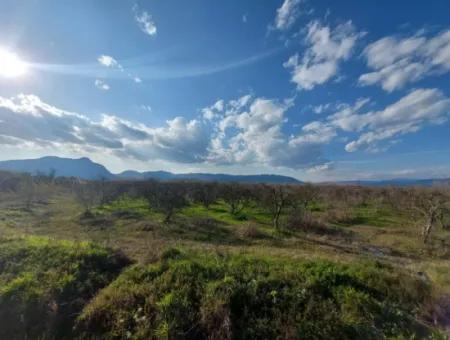 24.800 M2 Investition Und Granatapfelgarten, Geeignet Für Landwirtschaftliche Kredite Zum Verkauf In Ortaca Tepearası