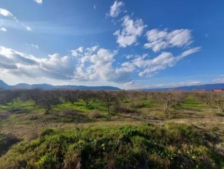 24.800 M2 Investition Und Granatapfelgarten, Geeignet Für Landwirtschaftliche Kredite Zum Verkauf In Ortaca Tepearası