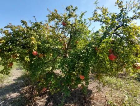 6 250 M2 Gepflegter Schnäppchen-Granatapfelgarten Zum Verkauf In Dalyan, Muğla