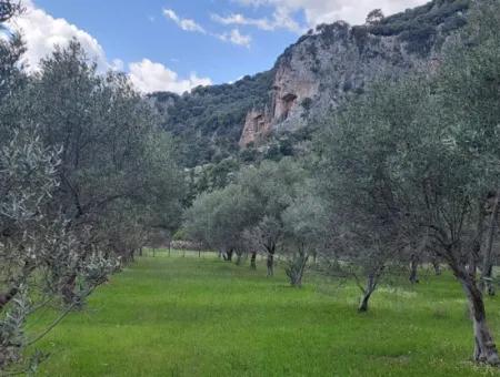 Muğla Köyceğiz Çandırda 3.750 M2 Grundstück Zum Verkauf In Der Nähe Des Dalyan-Kanals