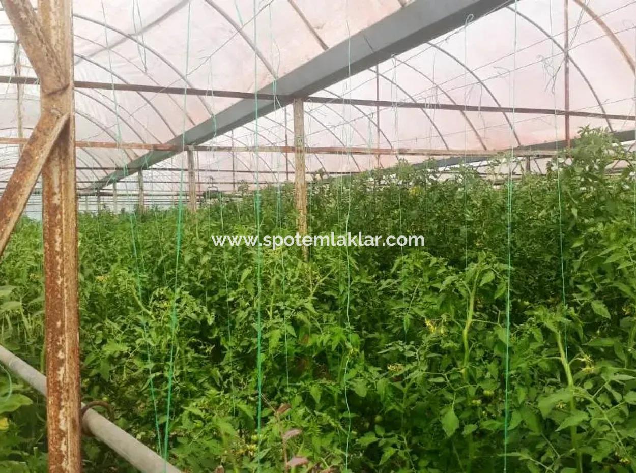 4,000 M2 Tunnel Greenhouse For Sale In Ortaca Dalaklı  