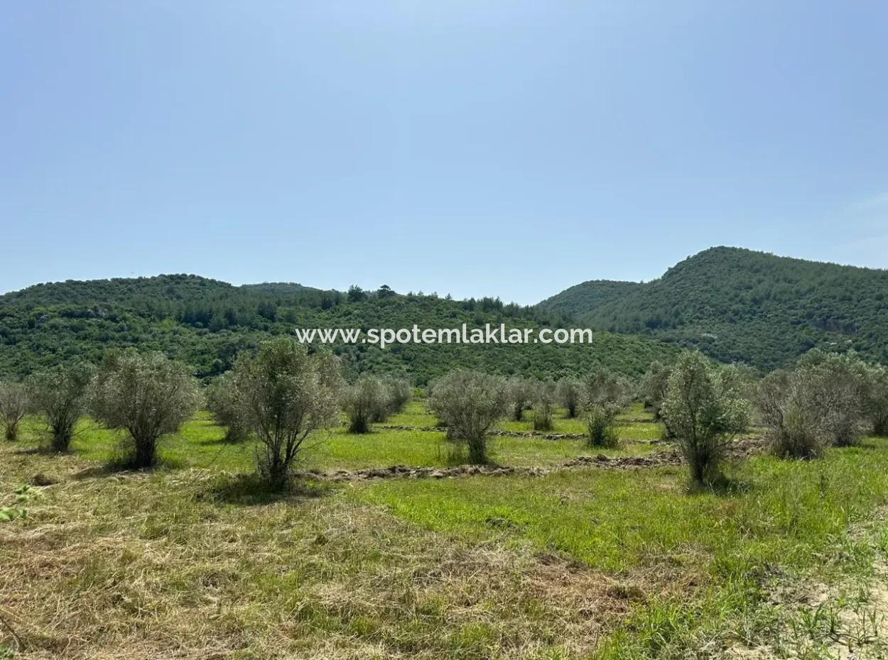 1644 M2, 250 M2 Construction Permit Land For Sale In Ortaca Fevziye