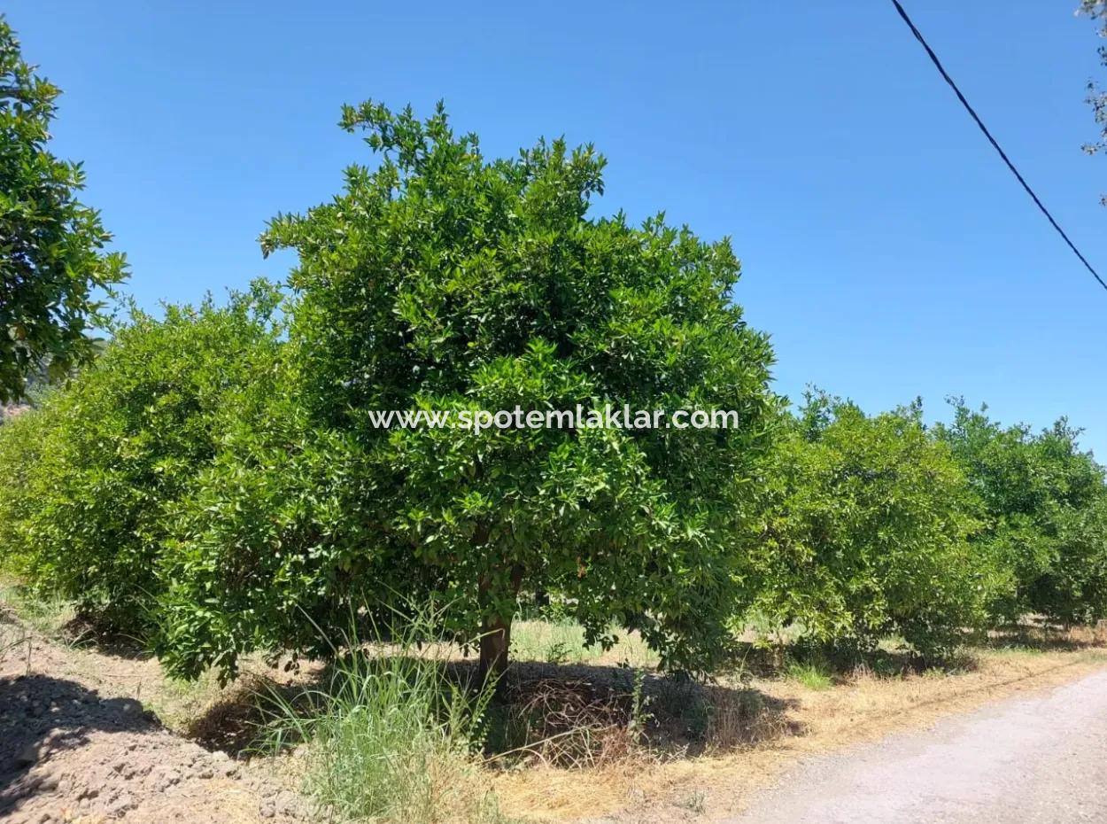 Muğla, Ortaca, Okçular Da, 1015, 69 M2, Detached Land Land Is For Sale.