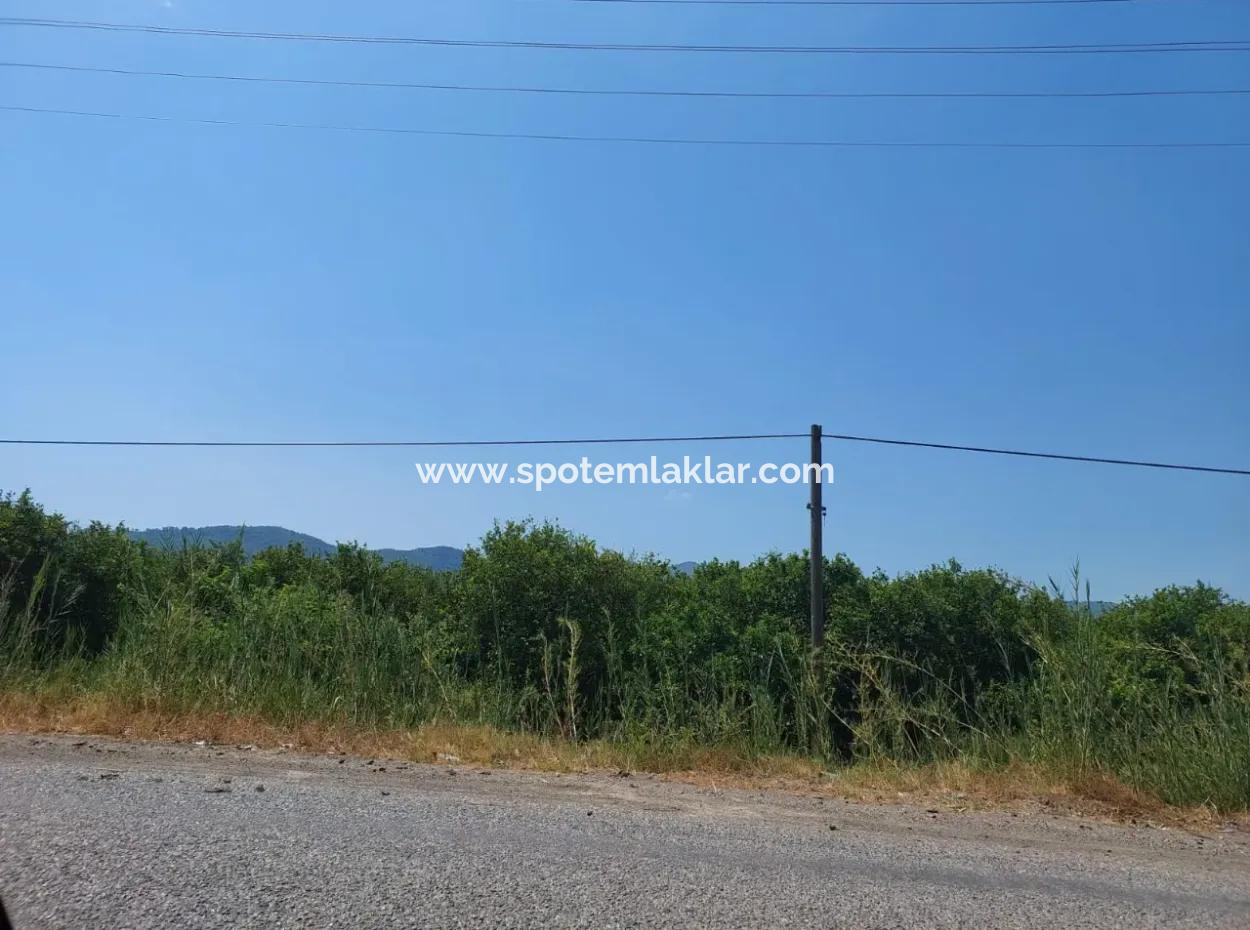 Muğla Ortaca Ekşiliyurtta Roadfront 7.000 M2 Lemon Garden For Sale