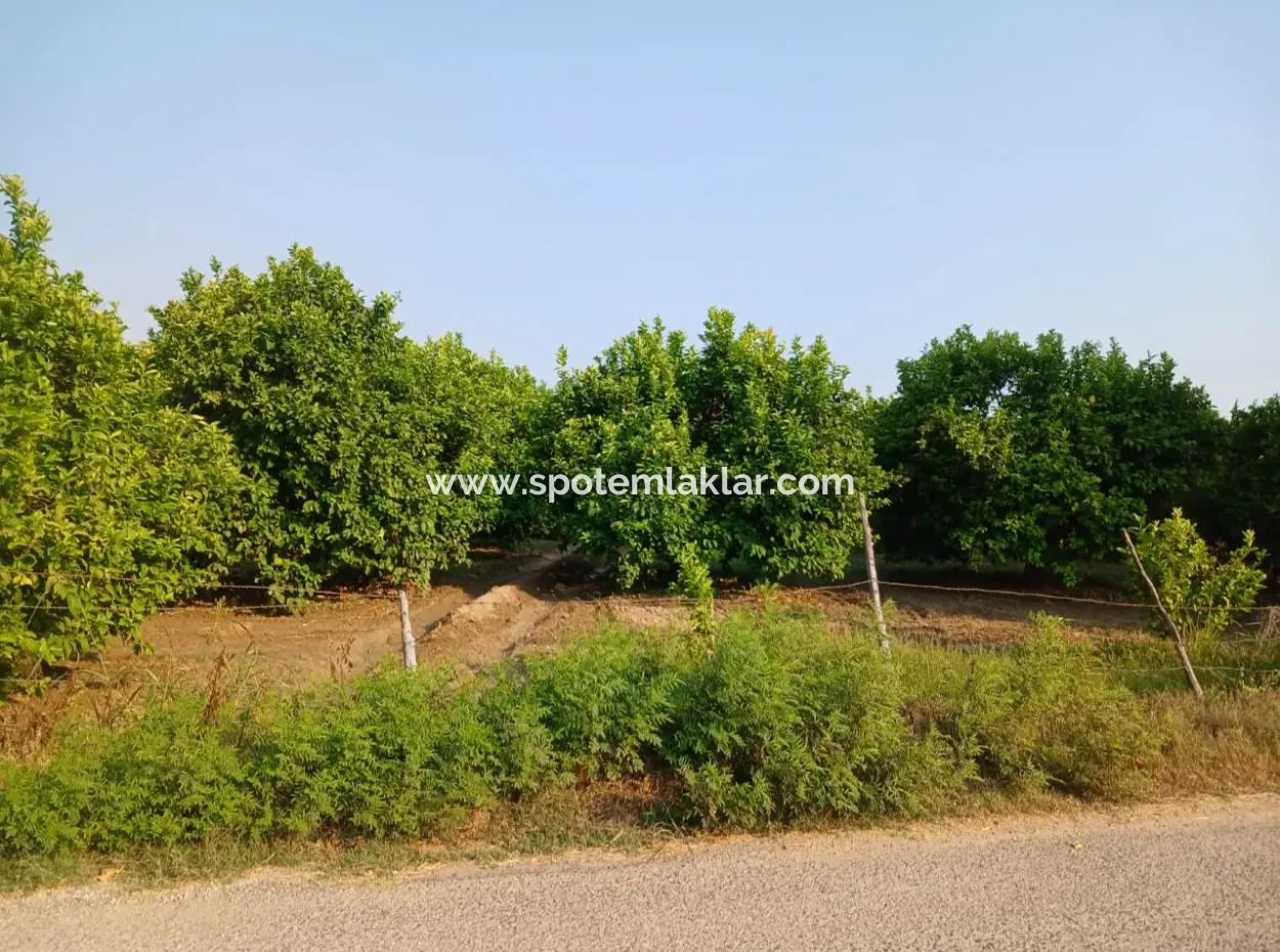 4.000 M2 Lemon Garden For Sale In Ortaca Fevziye