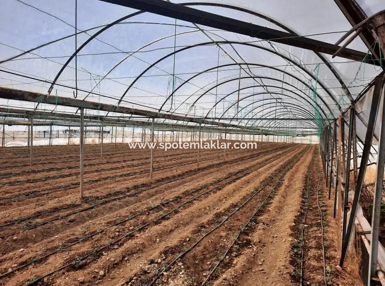 Tunnel Greenhouse For Rent On 2 000 M2 Land In Muğla Ortaca Eskiköy