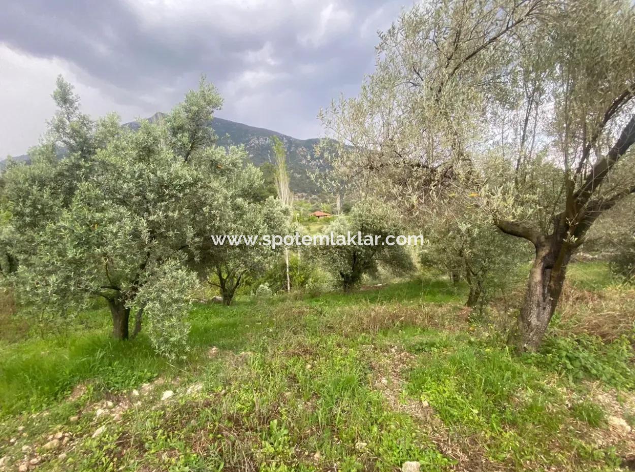 2442M2 Detached Olive Orchard For Sale In Seydikemer Söğütlüdere, Muğla