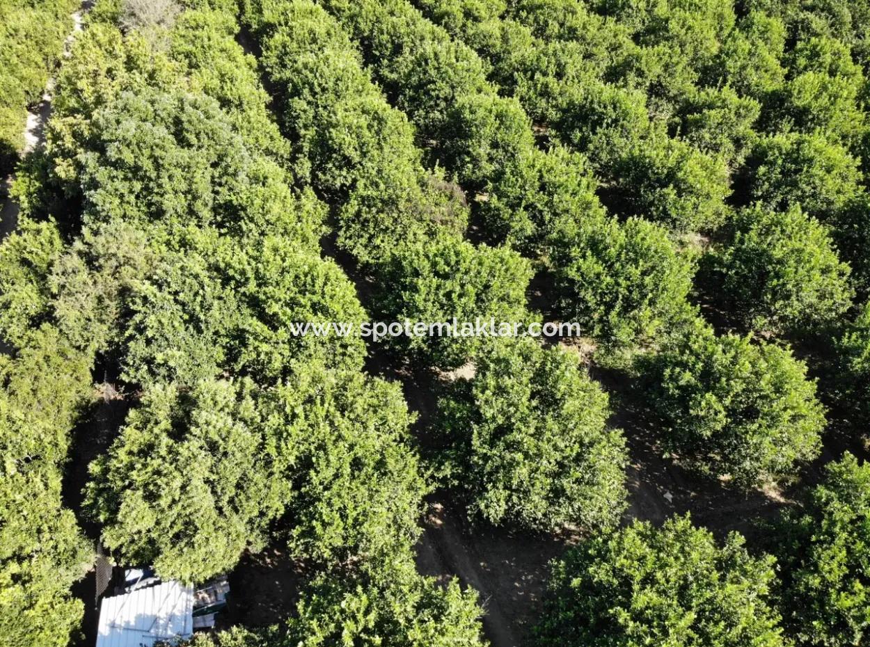 8230 M2 Lemon Field For Sale In Ortaca Akıncı