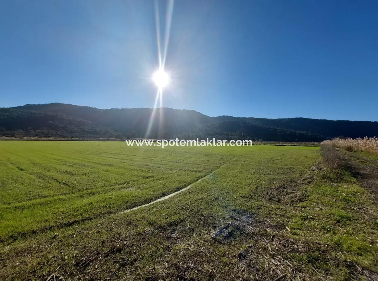 19.000 M2 Kepir Fertile Land Suitable For Investment In Ortaca Güzelyurt For Sale