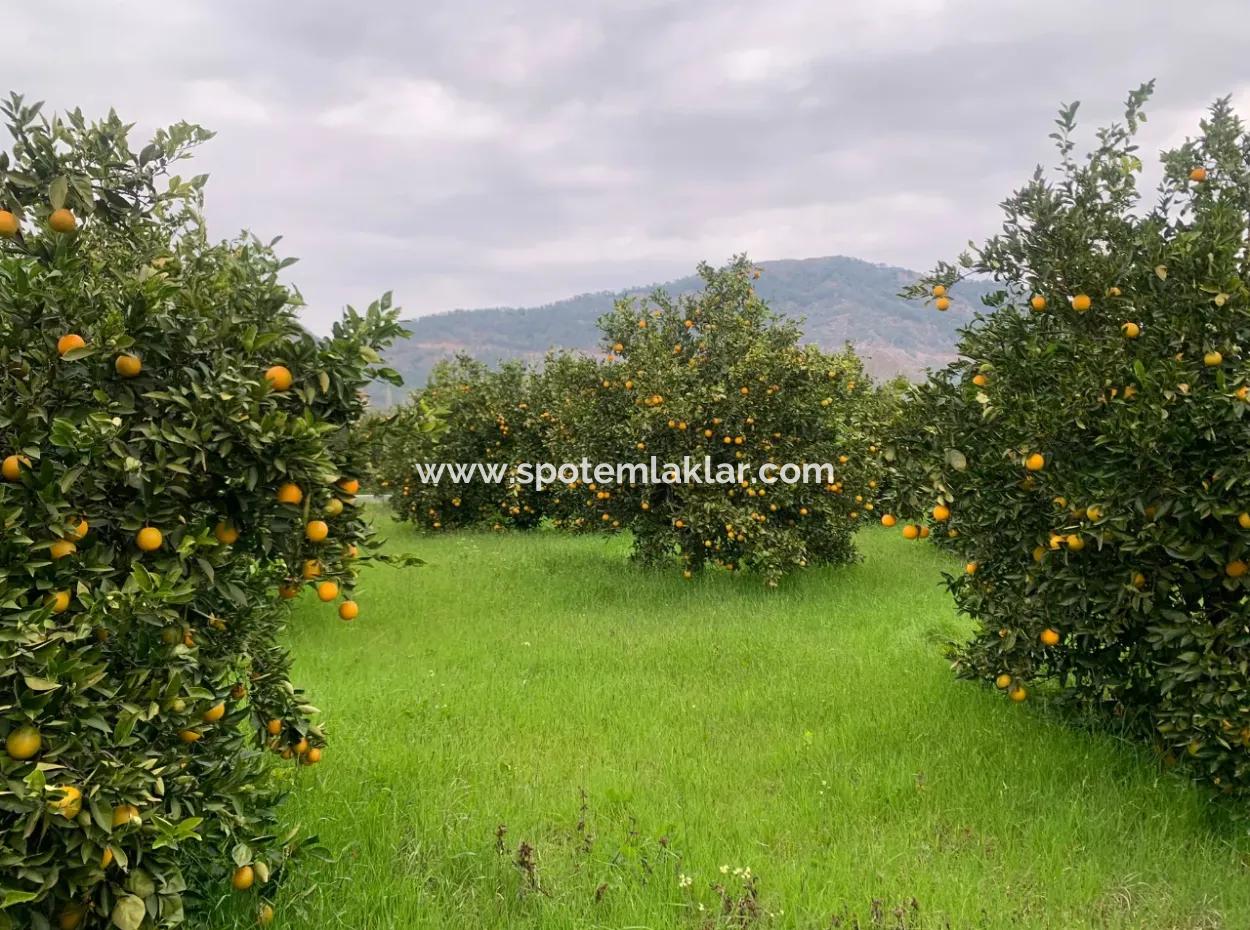 1084 M2 Zoned Bargain Land For Sale In Ortaca Ekşiliyurt