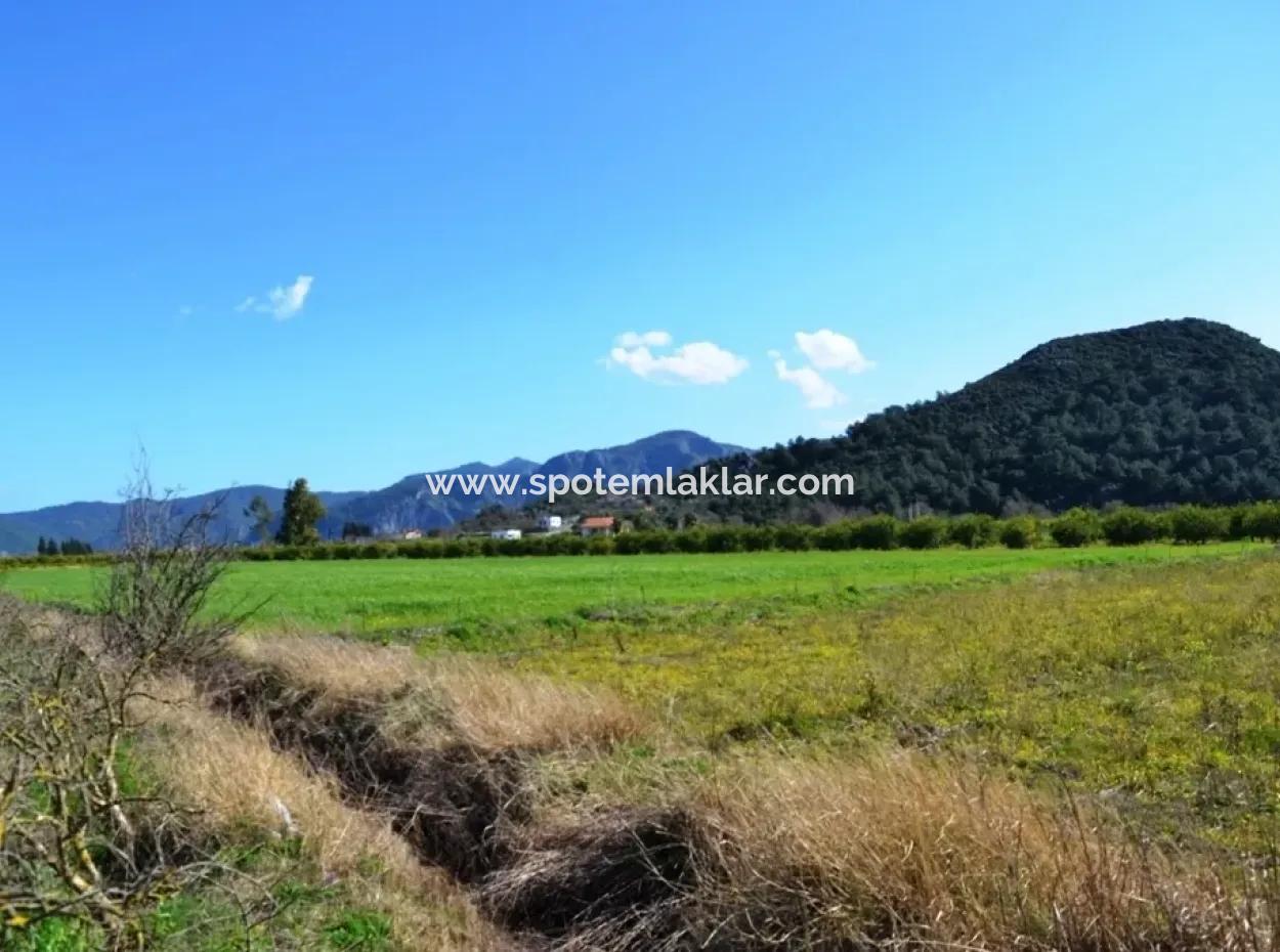 Farm For Sale Bargain In Dalyan