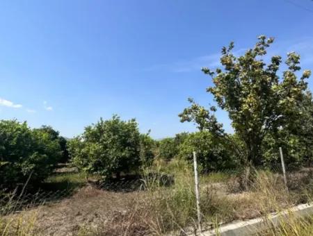 15 000 M2 Lemon Orchard For Sale In Eskiköy, Dalyan