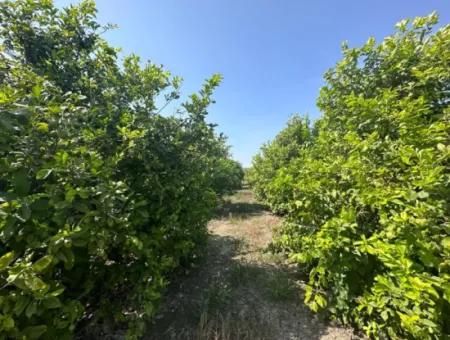 15 000 M2 Lemon Orchard For Sale In Eskiköy, Dalyan