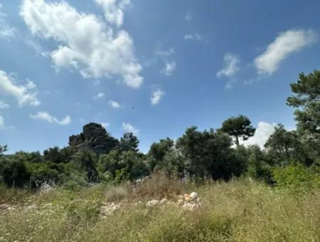 5 800 M2 Bargain Olive Grove With Sea View For Sale In Muğla Ortaca Fevziye