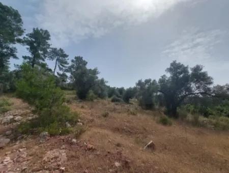 Dalaman 1 900 M2 Detached Olive Grove For Sale In Şerefler