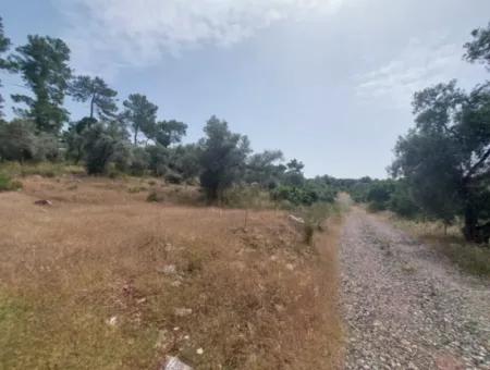 Dalaman 1 900 M2 Detached Olive Grove For Sale In Şerefler