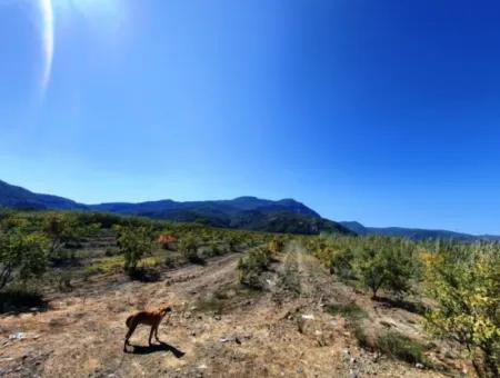 26.200 M2 Village Pasture Zero Bargain Land For Sale In Dalyan