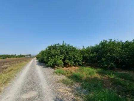 4500 M2 Well-Kept Lemon Garden For Sale In Ortaca Karadonlar