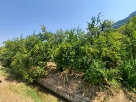 Muğla Dalyanda Mountain Zero, Waterside 10 500 M2 Pomegranate Garden For Sale