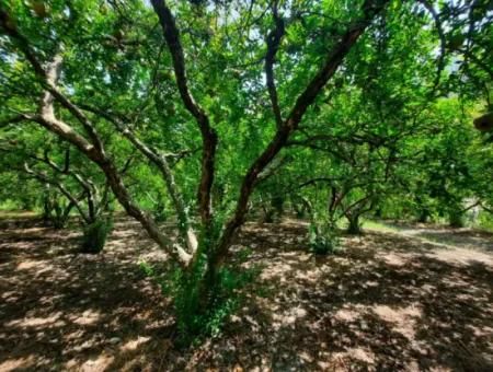 Muğla Dalyanda Mountain Zero, Waterside 10 500 M2 Pomegranate Garden For Sale