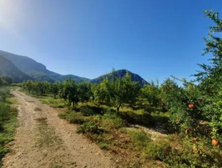 Muğla Dalyanda Well Maintained 35 000 M2 Land For Sale