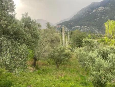 2442M2 Detached Olive Orchard For Sale In Seydikemer Söğütlüdere, Muğla