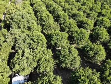 8230 M2 Lemon Field For Sale In Ortaca Akıncı