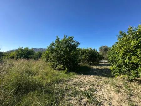 9000 M2 Lemon Orchard For Sale In Ortaca Fevziye