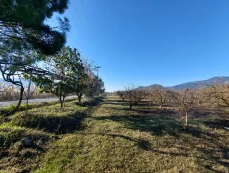 9.000 M2 Pomegranate Garden For Sale In Muğla Ortaca Eskiköy