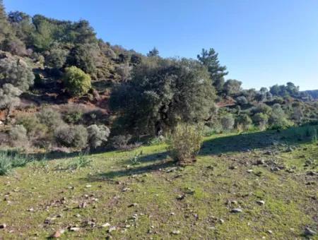 28.350 M2 Land For Sale In Ortaca Gökbelde With Detached Title Deed Sea View