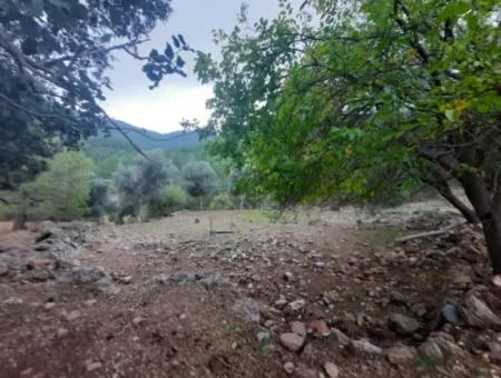 24.000 M2 Detached Land For Sale In Muğla Dalyan Gökbelde Nature