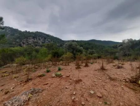 24.000 M2 Detached Land For Sale In Muğla Dalyan Gökbelde Nature