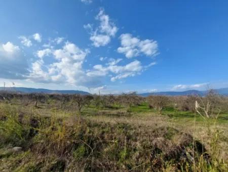 24.800 M2 Investment And Pomegranate Garden Suitable For Agricultural Loan For Sale In Ortaca Tepearası