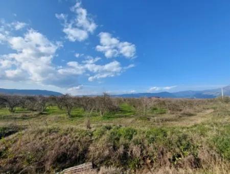 24.800 M2 Investment And Pomegranate Garden Suitable For Agricultural Loan For Sale In Ortaca Tepearası