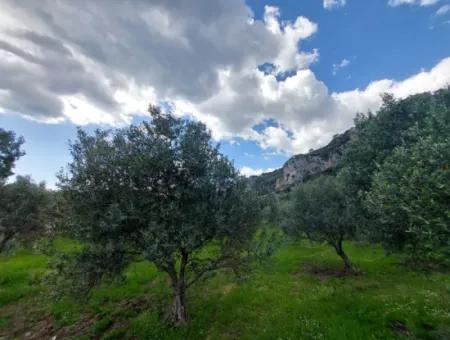 Muğla Köyceğiz Çandırda 3.750 M2 Land For Sale Close To Dalyan Canal