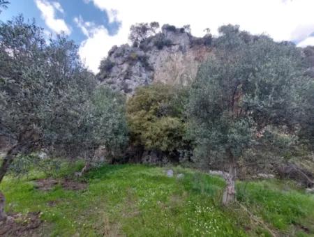 Muğla Köyceğiz Çandırda 3.750 M2 Land For Sale Close To Dalyan Canal