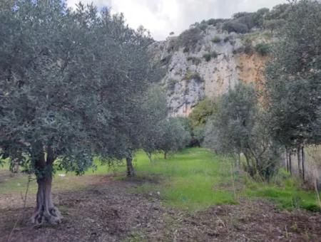 Muğla Köyceğiz Çandırda 3.750 M2 Land For Sale Close To Dalyan Canal